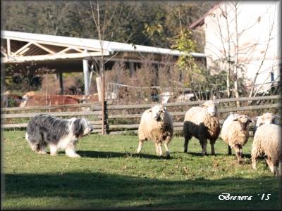 Ariska s ovečkami
