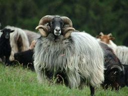 vřesová ovce